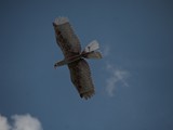 IMG_9215
