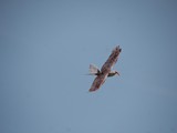 IMG_9216