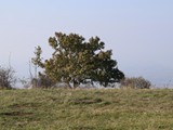 IMG_0401