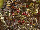 IMG_0420