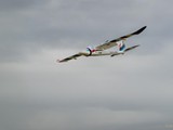 Ziellandebewerb_23-18
